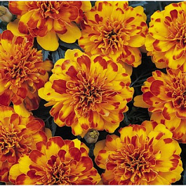 Бархатцы отклоненные Бонанза Болеро