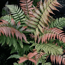 Щитовник лепидопода