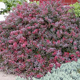 Барбарис Тунберга Атропурпуреа Нана Барбарис Тунберга Атропурпуреа Нана