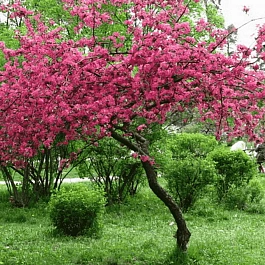 Яблоня Недзвецкого