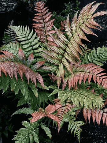 Щитовник лепидопода