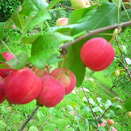 Яблоня Красноярский снегирек