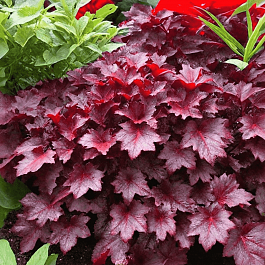 Гейхера Berry Marmalade