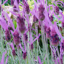 Лаванда широколистная Хелмсдейл