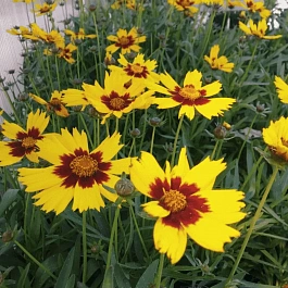 Кореопсис Sunkiss