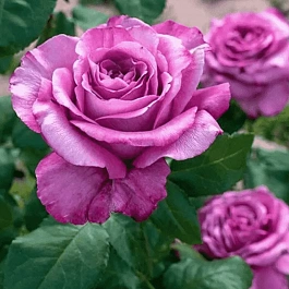 Роза чайно-гибридная Claude Brasseur