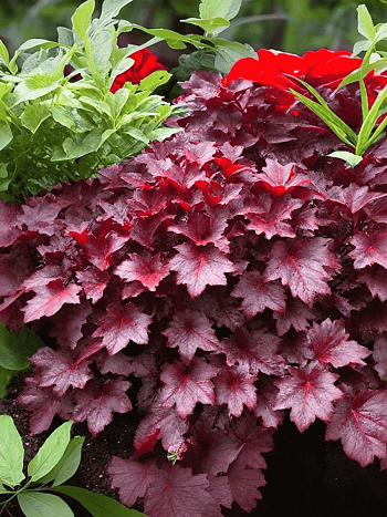 Гейхера Berry Marmalade