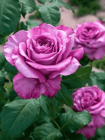 Роза чайно-гибридная Claude Brasseur