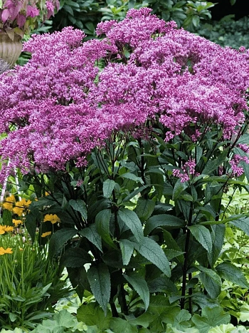 Посконник пятнистый Baby Joe