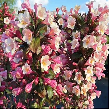 Вейгела цветущая Винтаж Лав Вейгела цветущая Винтаж Лав