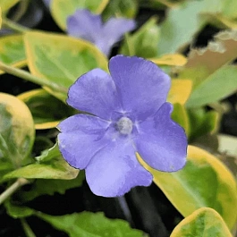 Барвинок малый Blue And Gold