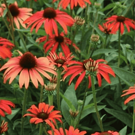 Эхинацея пурпурная Tomato Soup