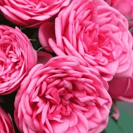 Роза чайно-гибридная Pink Piano