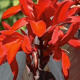 Канна Red Futurity