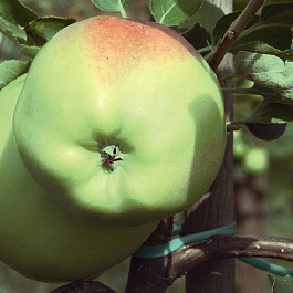 Яблоня Мартовское