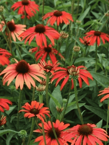 Эхинацея пурпурная Tomato Soup