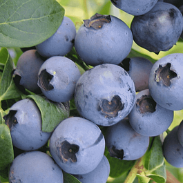 Голубика высокорослая Rubel