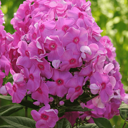 Флокс метельчатый Eva Cullum