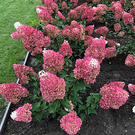 Гортензия метельчатая Строберри Блоссом