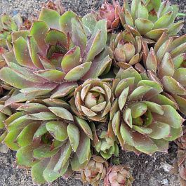 Молодило Паттон