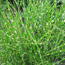 Мискантус китайский Стриктус