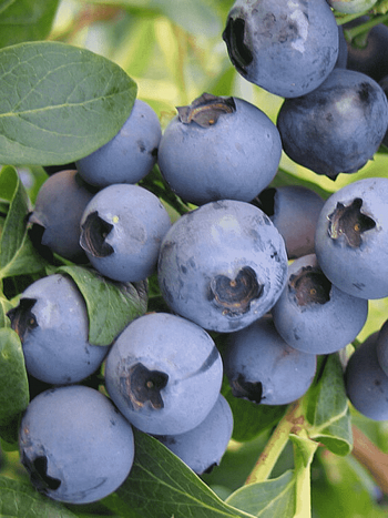 Голубика высокорослая Rubel