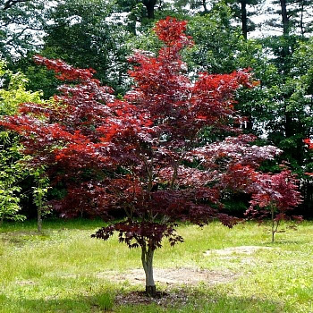 Клен веерный Бладгуд