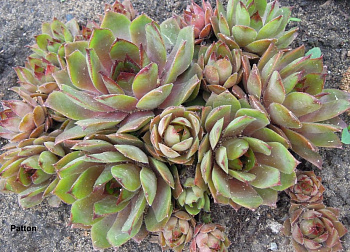 Молодило Паттон