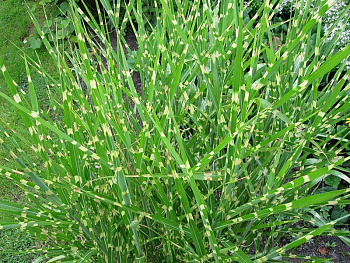 Мискантус китайский Стриктус