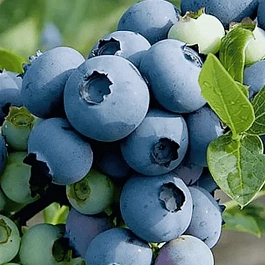 Голубика высокорослая Atlantik