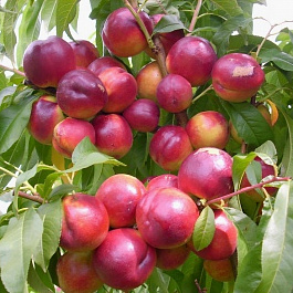 Нектарин Скиф