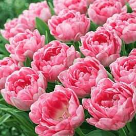 Тюльпан Махровый Angelique