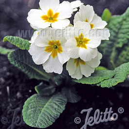 Примула (Первоцвет) высокая Crescendo Pure White