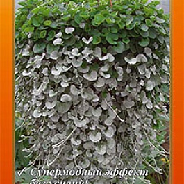 Дихондра Изумруд в серебре, смесь