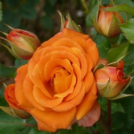 Роза миниатюрная Ориндж Бэбифлор
