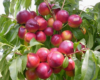 Нектарин Скиф