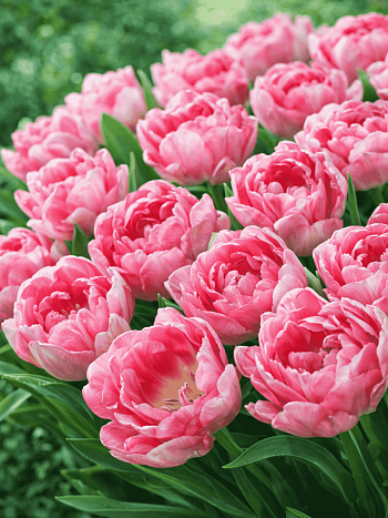 Тюльпан Махровый Angelique