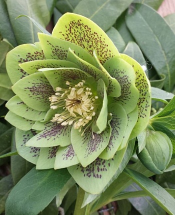 Морозник восточный Green double