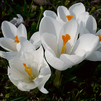 Крокус Ботанический Speciosus alba