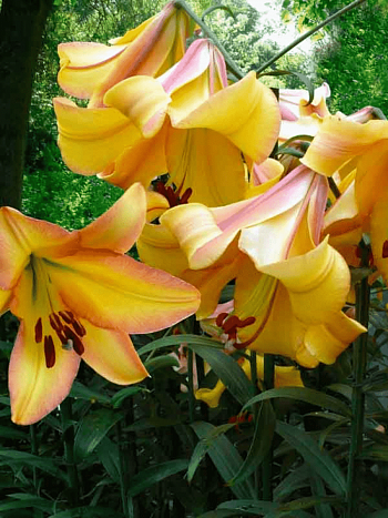 Лилия Rising Moon