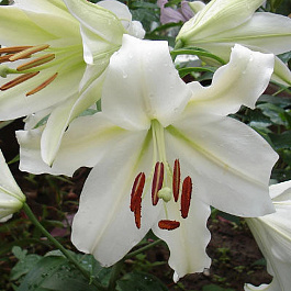 Лилия ЛОО-гибрид Брайт Бриллиант