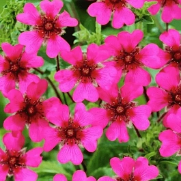 Лапчатка непальская Ron Mcbeath