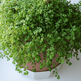 Мюленбекия спутанная Minero