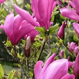 Магнолия гибридная Susan