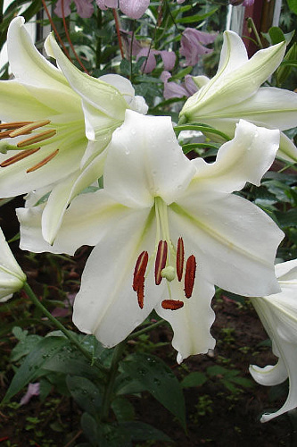 Лилия ЛОО-гибрид Брайт Бриллиант