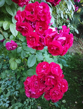 Роза плетистая Фламентанц