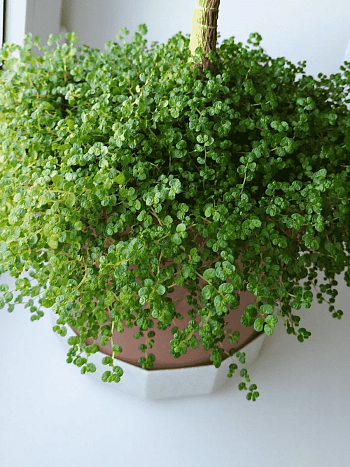 Мюленбекия спутанная Minero