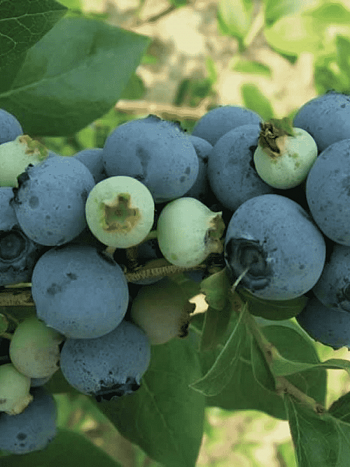 Голубика высокорослая Bluejay