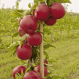 Яблоня Колоновидная Джин