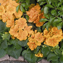 Примула высокая Пиано Оранж